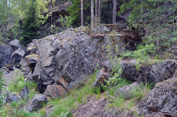 Forest on a summer day in Central Norway