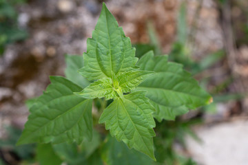 Fototapeta na wymiar Close up Chromolaena odorata leaf.Common names include Siam weed,Christmas bush,devil weed, common floss flower.