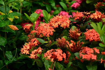 Colorful flowers in the garden.flower blooming.Beautiful flowers in the garden.	