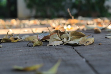Sunlight shining dry leaves on the old wooden courtyard