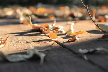 Sunlight shining dry leaves on the old wooden courtyard