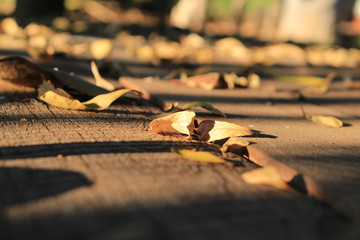 Sunlight shining dry leaves on the old wooden courtyard