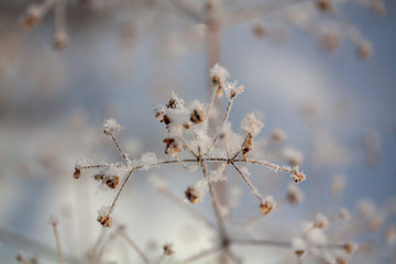 Winter background, morning frost on the grass in ice