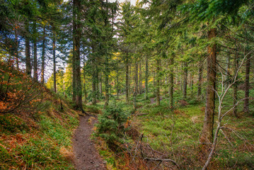 forest path in the beauty forest in autumn colors , beskydy