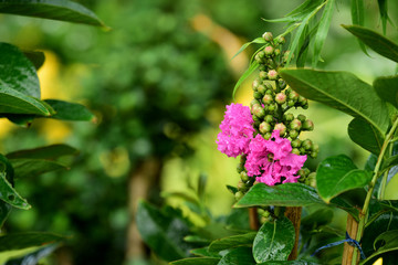 Colorful flowers in the garden.flower blooming.Beautiful flowers in the garden.	