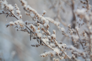 Winter background, morning frost on the grass in ice