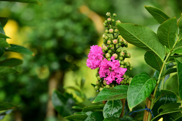 Colorful flowers in the garden.flower blooming.Beautiful flowers in the garden.	