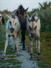 Wildpferde Niederlande