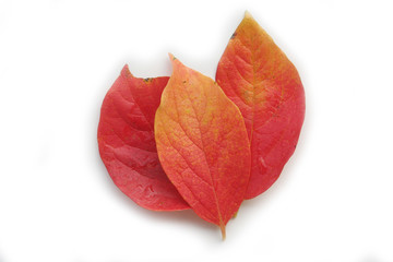 Red, orange and yellow Persimmon tree leaves isolated on white background. Diospyros kaki  leaves on autumn