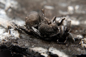 close up macro of a burnt dead wasp or hornet.