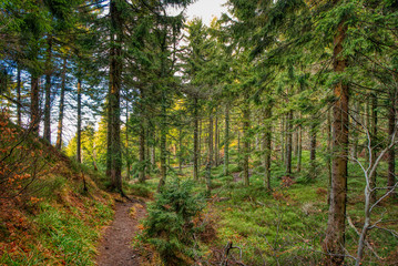 Fototapeta premium forest path in the beauty forest in autumn colors