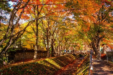 Obraz premium autumn in the park