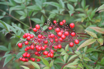 Obraz premium Christmas background. Bright red berries and green leaves on branch. Nandina domestica or Heavenly bamboo bush