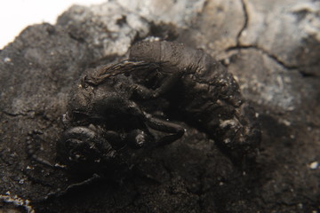 close up macro of a burnt dead wasp or hornet.