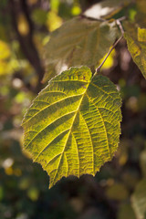 Green and yellow autumnal leaves on Hazelnut tree on autumn season