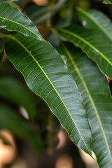 Close up green mangoes leaves.