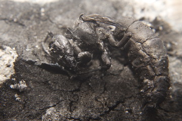 close up macro of a burnt dead wasp or hornet.