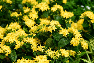 Colorful flowers in the garden.flower blooming.Beautiful flowers in the garden.	