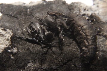 close up macro of a burnt dead wasp or hornet.