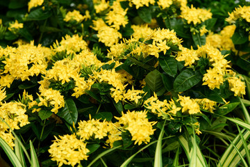 Colorful flowers in the garden.flower blooming.Beautiful flowers in the garden.	