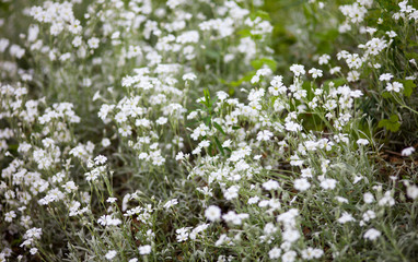 White flowers of cerastium