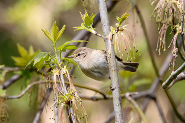 Common chiffchaff phylloscopus collybita sitting on branch of bush looking for food. Cute little warbler. Songbird in wildlife.