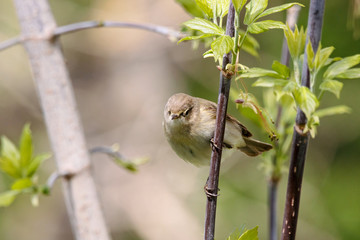 Common chiffchaff phylloscopus collybita sitting on branch of bush looking for food. Cute little warbler. Songbird in wildlife.