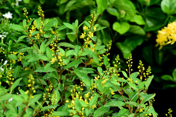 Colorful flowers in the garden.flower blooming.Beautiful flowers in the garden.	