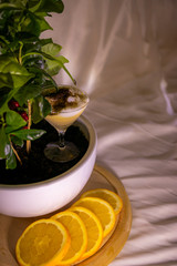 In the coffee tree there is a glass with egg liqueur on the egg liqueur is milk foam, as a decoration Organgen pieces were added