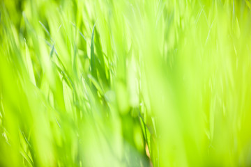 Green grass in the sunny day