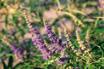 Purple Vitex agnus-castus flowers, close up.