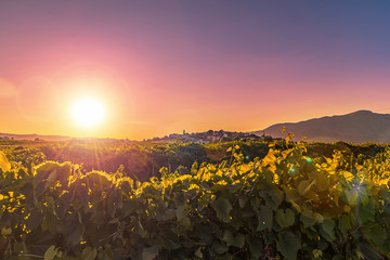 Scenic view of vineyard and Lumbarda village at sunset. Island of Korcula, Croatia