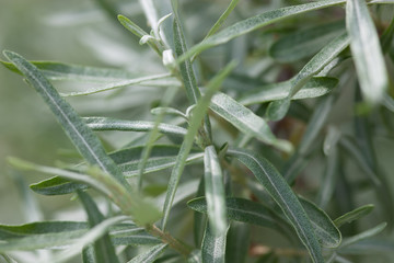 Willow shrubs