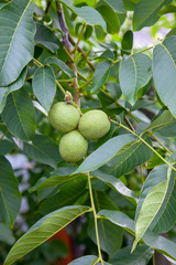 Walnut tree with fruit close up photo. Several walnuts on branch.