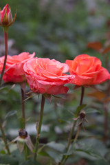 Obraz premium Beautiful rose bush growing in the garden.
