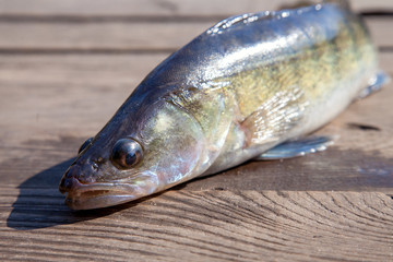 Freshwater zander on wooden background..