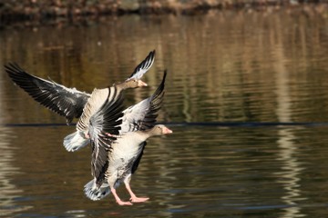 Two greylag gooses (Anser anser) landing on the lake in morning sun.