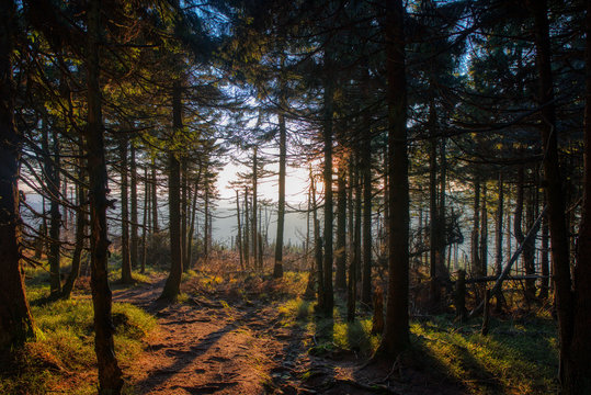 spruce forest beautifully lit at sunset © Martin