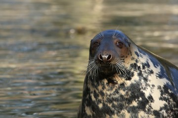 The grey seal (Halichoerus grypus) in the water. Portrait.
