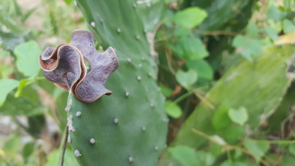 Cactus plant, with thorns thorns. Types of plants that can live in low water conditions