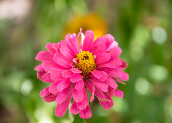 Beautiful pink Common Zinnia (Zinnia elegans) flower in the garden, single autumn flower in the park, selective focus. Blooming flower with yellow stamens 