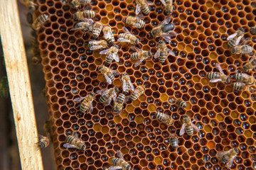 Close up view of working bees on honeycomb with sweet honey and pollen..
