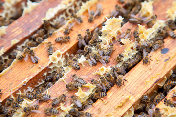 Close up view of the bees swarming on a honeycomb..