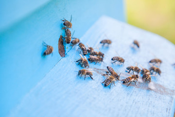 Swarming bees at the entrance of light blue beehive in apiary..