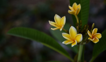 plumeria or frangipani flower on dark background