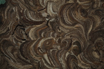 close up shot of Vespirary Or Wasp beetle nest texture background usage. Grey And Brown Texture. Construct, abstract.