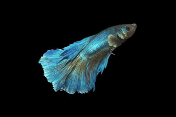 blue beta fish with black background