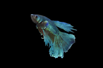 blue beta fish with black background