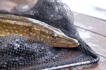 Freshwater pike and fishing equipment lies on vintage wooden background. Composition on wooden...