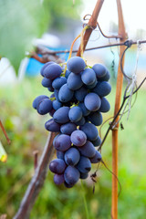Bunch of blue grapes in the garden.